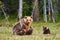 Mother brown bear and her cubs