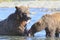 Mother brown bear sharing salmon with cub