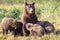 Mother brown bear and triplets that are drinking milk from mother