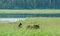 Mother brown bear and two cubs foraging and playing in the meadow by the lake.