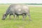 A mother buffalo and baby buffalo eating grass