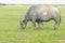 A mother buffalo and baby buffalo eating grass