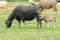 A mother buffalo and baby buffalo eating grass