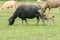 A mother buffalo and baby buffalo eating grass