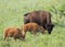 Mother Buffalo and her Two Calf Grazing