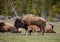 A mother buffalo nurses her baby