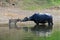 Mother buffalo and young buffalo in the river