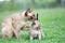 Mother Burmese cat hugging baby affectionately kitten outdoors