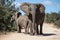 Mother and Calf African Elephants