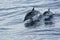 Mother and calf baby striped Dolphins while jumping in the deep blue sea