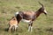 Mother and Calf Blesbok Antelope