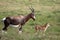Mother and Calf Blesbok Antelope