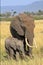 Mother and calf elephant standing on the plains in the Masai Mara