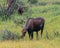 Mother and Calf Graze on Willow