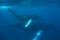 Mother and Calf Humpbacks Underwater