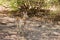 Mother and calf impala standing in the Arican bush, South Luangwa