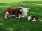 Mother and calf at Mary Arden\'s House & Farm