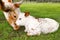 Mother and calf miniature Texas longhorn