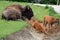 Mother and calfs Bison are large, even-toed ungulates