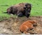 Mother and calfs Bison are large, even-toed ungulates