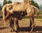 Mother camel with baby, outdoor