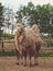 Mother camel with baby, outdoor, summer time