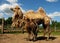 Mother camel with baby, outdoor, summer time