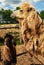 Mother camel with baby, outdoor, summer time