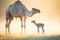 mother camel with calf in soft morning light