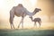 mother camel with calf in soft morning light