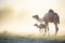 mother camel with calf in soft morning light