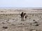 A mother camel with her baby in a desert,