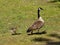 Mother Canada Goose and Gosling