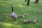 Mother Canada Goose and Goslings