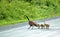 Mother Canada Goose and Goslings