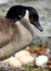 A Mother Canada Goose Keeping A Close Watch On Her Unhatched Eggs