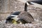 Mother Canada Goose With Yellow Gosling
