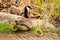 A mother Canadian Goose watching her newly hatched goslings