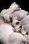 Mother Canadian Sphynx Cat breed lies and breastfeed three kittens