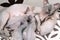 Mother Canadian Sphynx Cat breed lies and breastfeeding four kittens