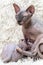 Mother Canadian Sphynx Cat breed sitting and breastfeeding kitten