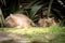 Mother Capybara Sleeping In Shade With Two Babies