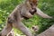 Mother care - barbary macaque