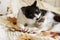 Mother cat cleaning her baby kitty in fall decorations on comfy blanket in room. Motherhood. Autumn cozy mood. Cute cat grooming