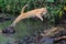 A mother cat is evacuating its baby to a safer place by jumping over a creek.
