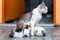 A mother cat feeds small kittens in a room on the floor