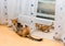 Mother cat and kitten sitting near curtains. Little ginger and white kitten looking at the tail of adult tricolor cat