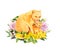 Mother cat licking her child kitten. Mother`s day card for mom with cute animals together in flowers. Watercolor