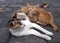 A mother cat nursing her little brown kittens, in shallow focus