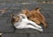 A mother cat nursing her little brown kittens, in shallow focus